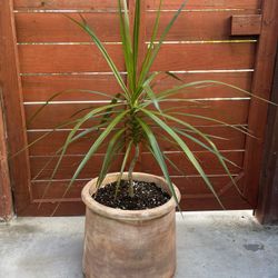 Beautiful & Healthy Dragon Plant (Dracaena Marginata) In Large Terracotta Pot. Over 3 1/2 feet tall 
