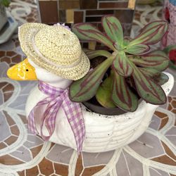 Succulent On Duck Ceramic Pot