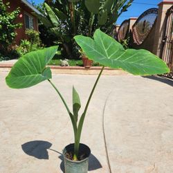 Ears Elephant Plant