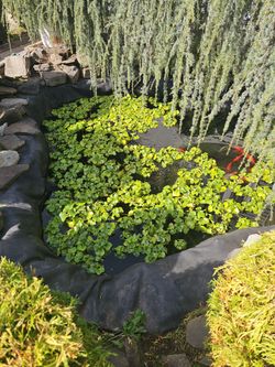 Pond Plants
