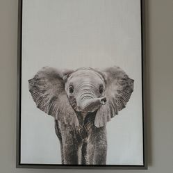 Large Baby Elephant Picture