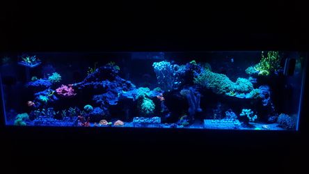 custom frag racks