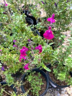 Salvia Garden Plants - 1 Gallon Pots
