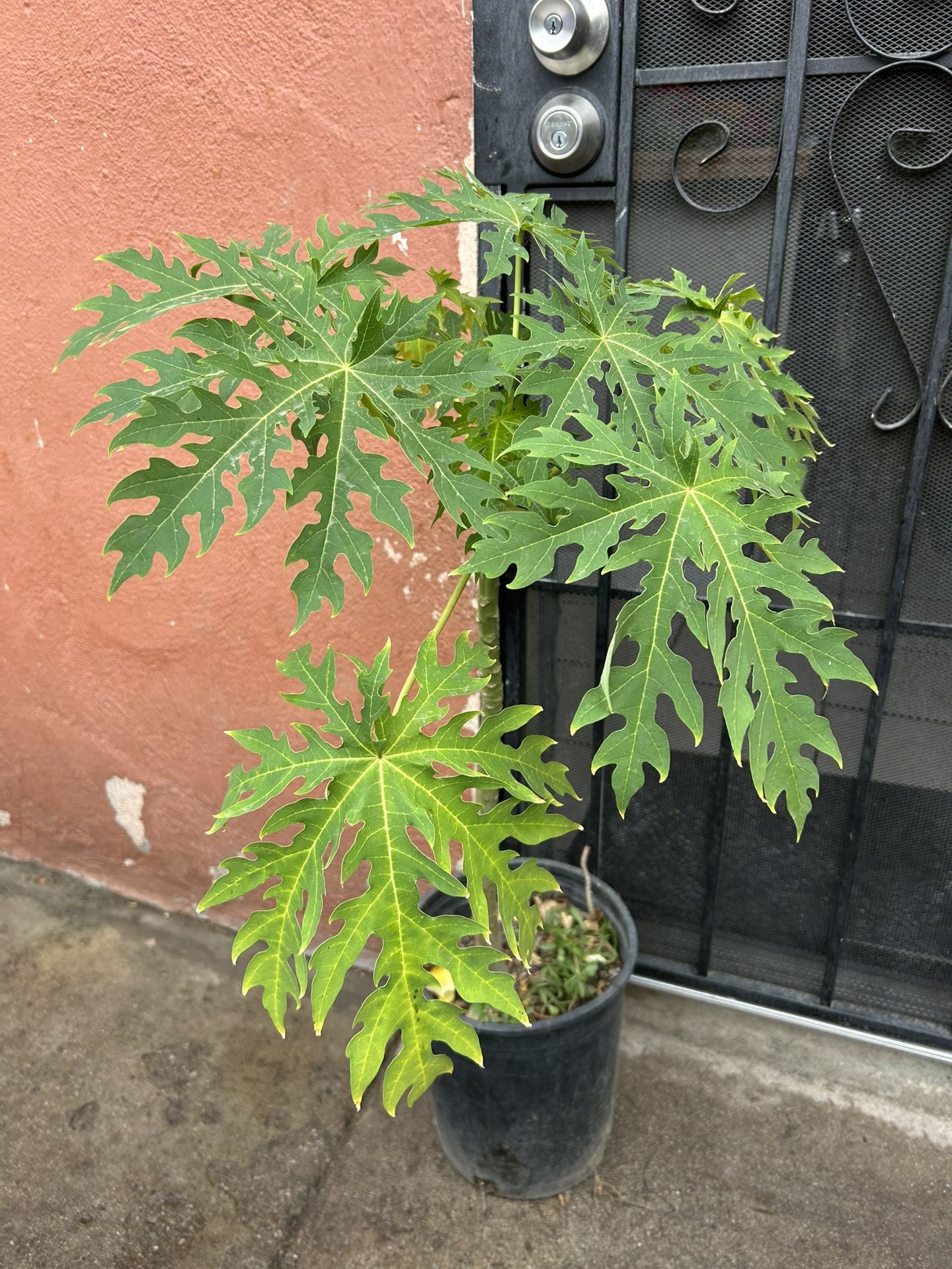 Arbol De Papaya