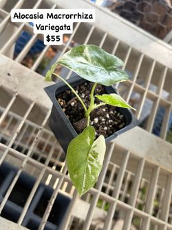 🪴Alocasia Macrorrhiza Variegata🪴This seed original come from P.R. 🇵🇷