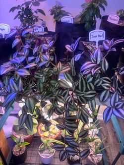 💜 Inch Plant / Wandering Dude — $30–40