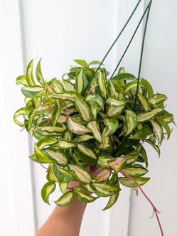 Hoya Carnosa Variegated Krimson Princess Plant 6" Pot - Indoor House Plants