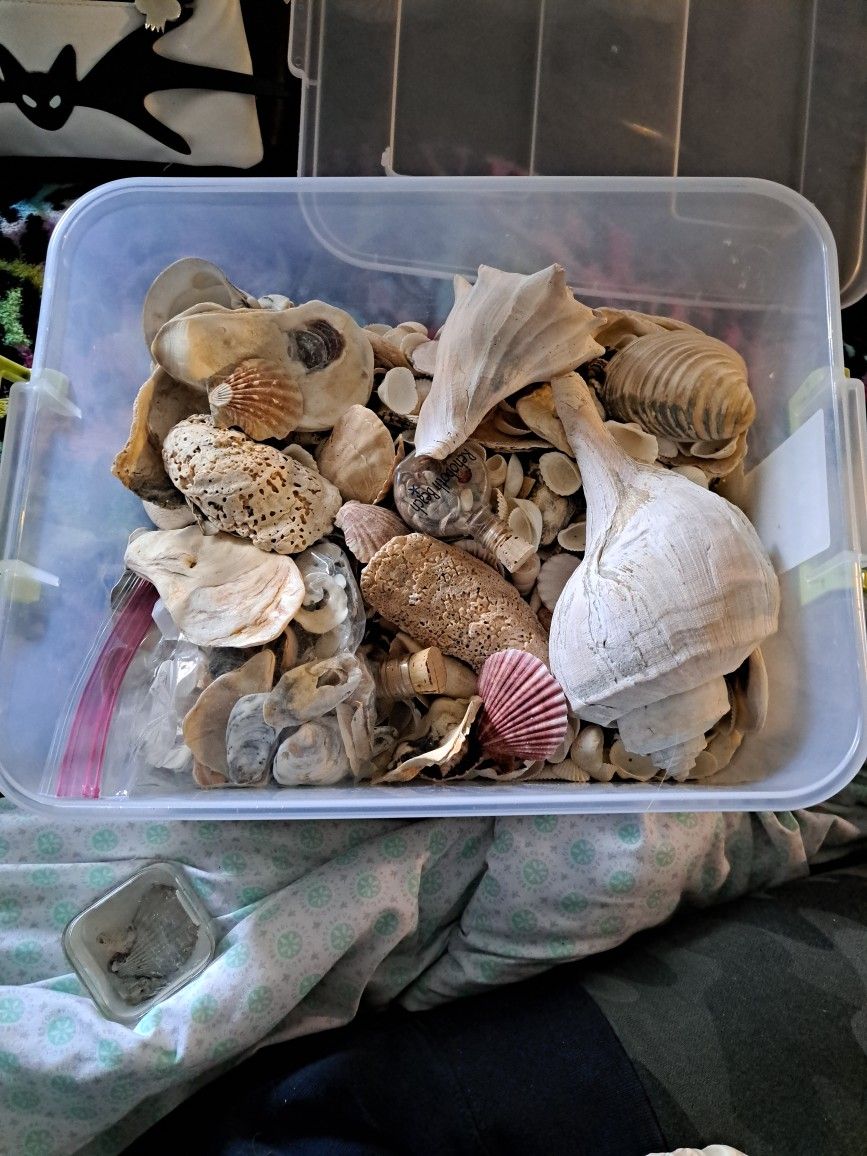 Miscellaneous Seashells