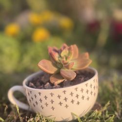 Fleur De Lis Coffee Mug Succulent Plant Arrangement 