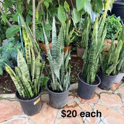 Lot Of Snake Plants In 5 Gallon $20 Each They Are For Indoor Outdoor And Filter The Air 
