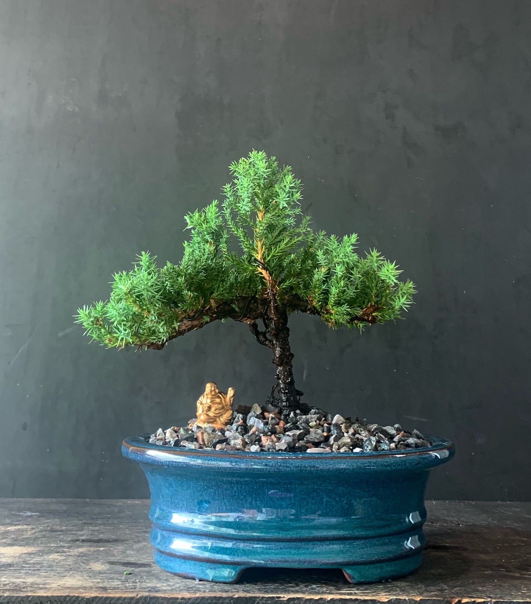 Bonsai Juniper