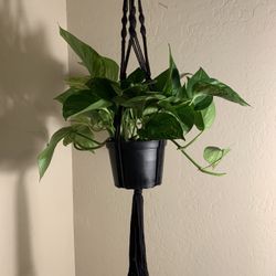 Potho And Macrame Plant Hanger Bohemian, Made By Myself 