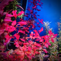 Ludwigia Super Red 6 Stem Freshwater Live Aquarium Plants