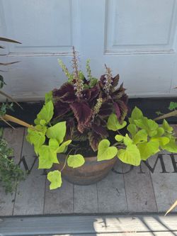 Gorgeous Mixed Patio Planter - Coleus, Sweet Potato Vine, & Thyme