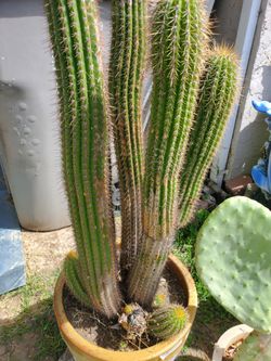 Cactus 55" in pot