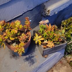 Lot Of Plants Yard Backyard Garden Rubber Plant Plumeria Palm Banana Aloe Vera