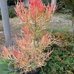 Firestick In 5 Gallon Pot 