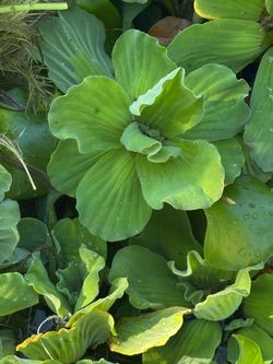 Water plants , lettuce