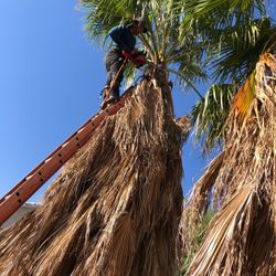 Trimming Palms Trees From $20
