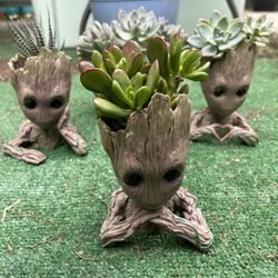 Baby Groot Succulent Plant