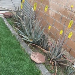 Aloe Vera Plant Free