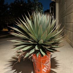 Stunning 15-Gallon Blue Glow Agave - Freshly Uprooted!