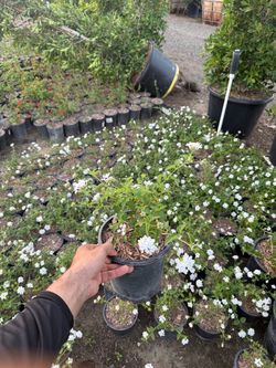 White Lantana 1-gallon