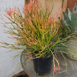 Succulent/ FIRE STICKS
