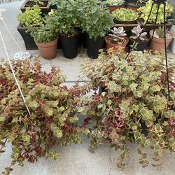 Calico Kitten hanging succulent.