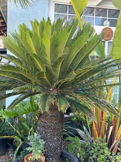 Sago Palm