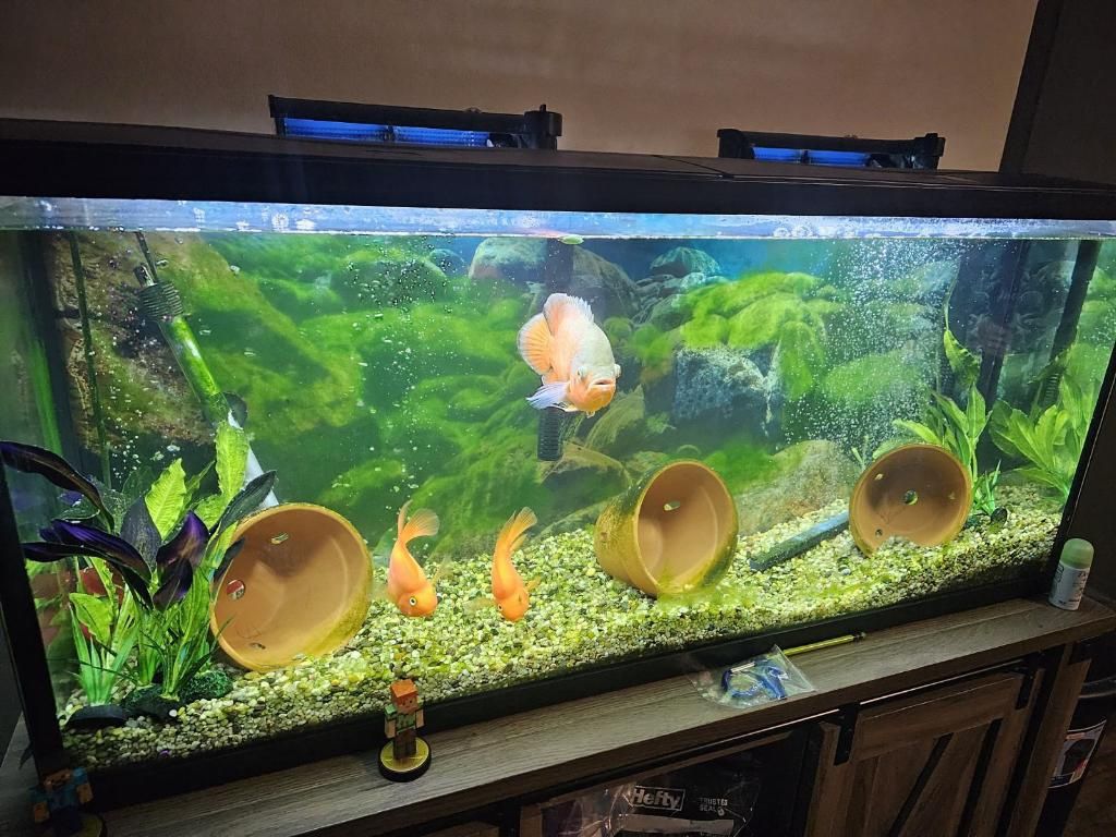55 Gallon Tank With 2 Filters 