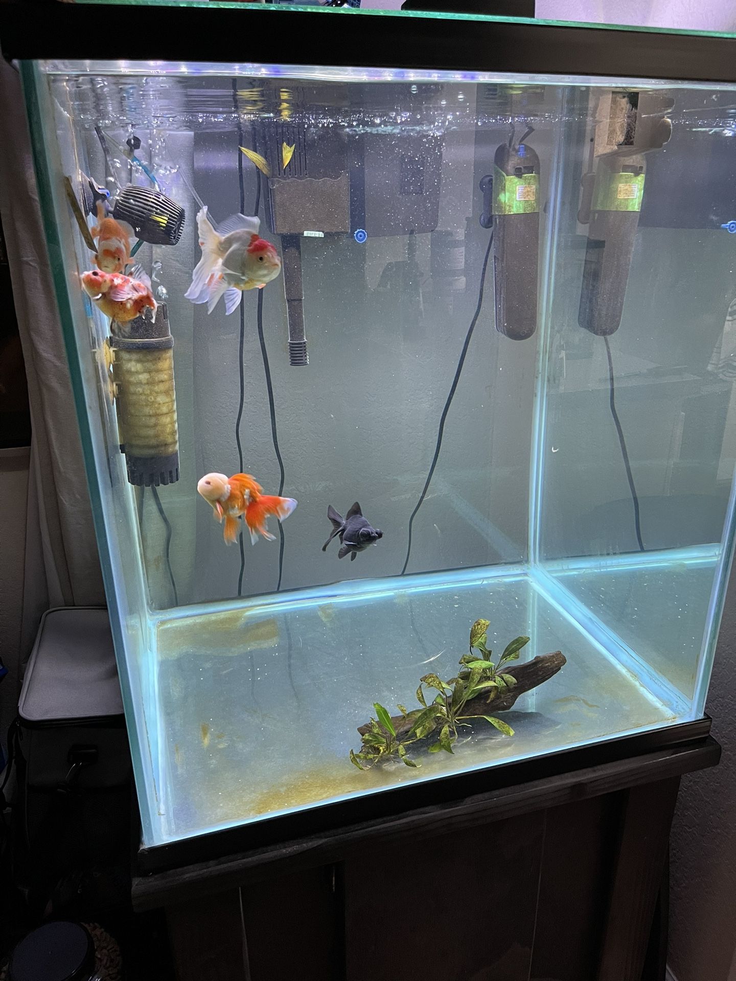100 Gallon Freshwater Cube Aquarium