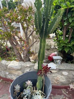Cactus
