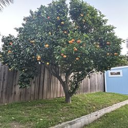 Oranges 