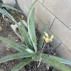 Aloe Vera Plant With Baby Mulberry Tree 