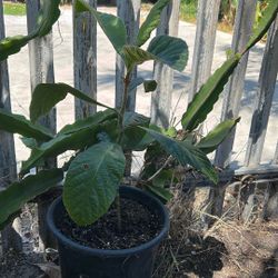 Níspero Tree/ Loquat 