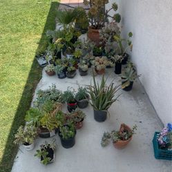 Plants/plantas For Sale