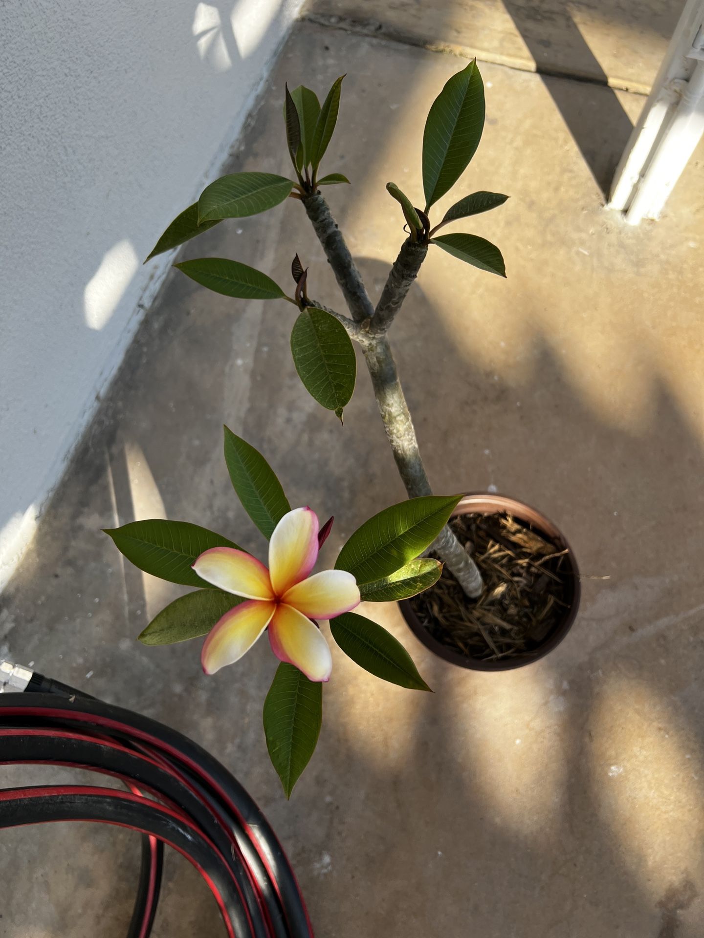Plumeria Plant 