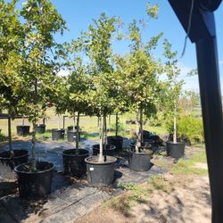 Red Oak Tree 30gallons 13ft Tall 