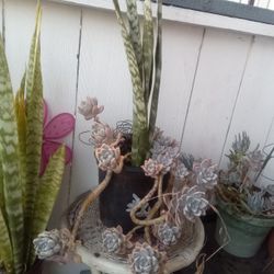 Plants Succulents Snake plants Medusa Plant 