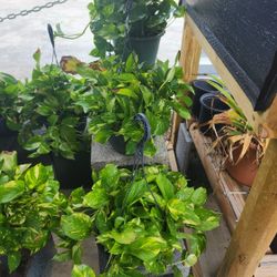 Abys Plants 3gallones Canastas