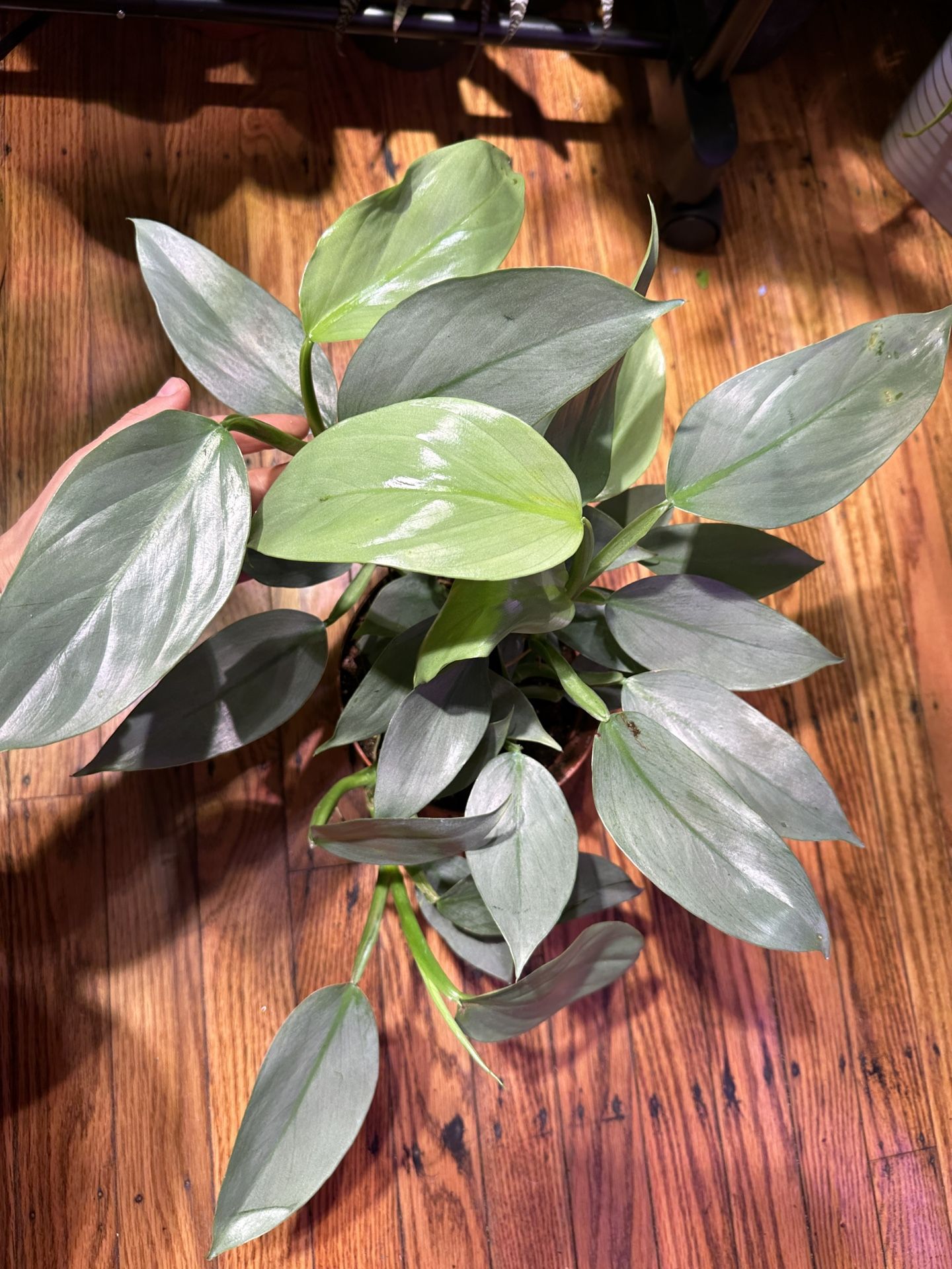 Philodendron Silver Sword Plant (6inch Pot)