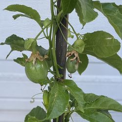 Purple Maracuya, Passion Fruit Vine Plant, In 5 Gallóns Pot Have Fruits Now Pick Up Only