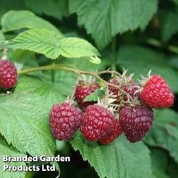 🍇Raspberry Plant (Brandywine)Frambuesa