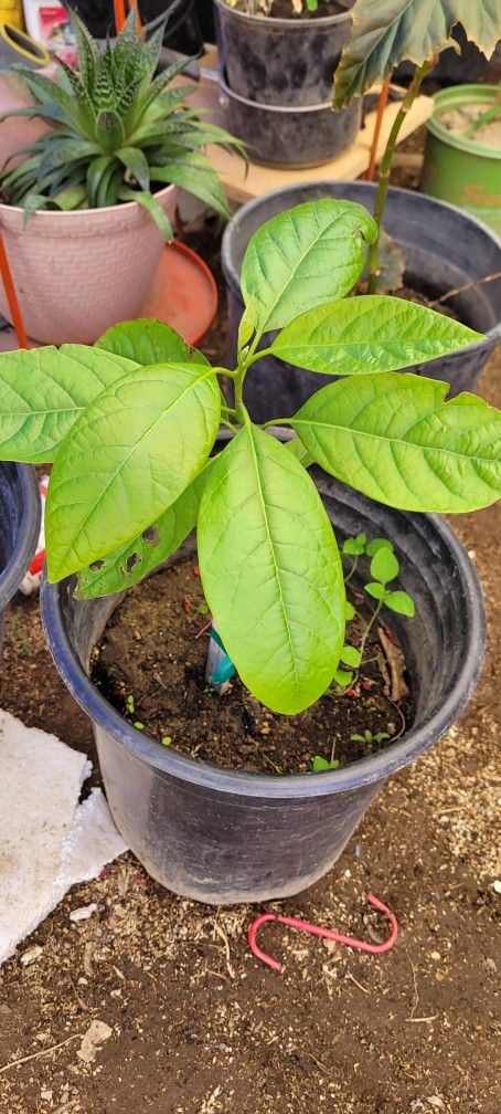 Planta De Aguacate