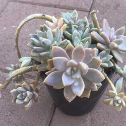 Homegrown Beautiful Hazy Moonstone Succulents In Ceramic Pot 