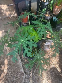 Papaya tree