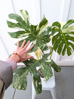 Collector's Plant: Monstera Thai Constellation 6" Pot - Indoor House Plants