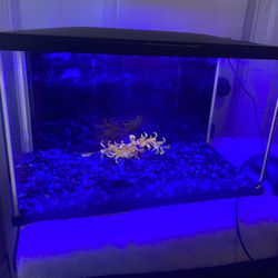 Glow Fish Tank 10 Gallon