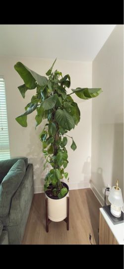 Large Pothos Plant with Pot and Stand